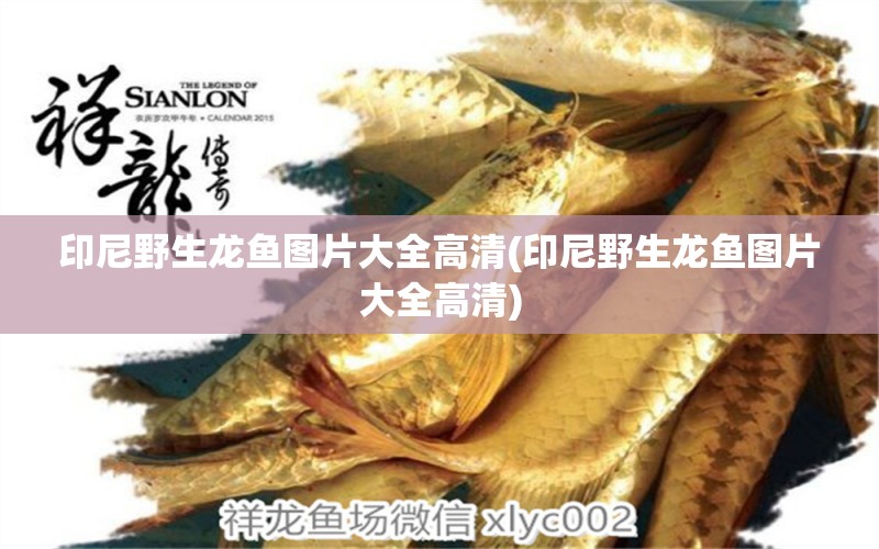 印尼野生龍魚圖片大全高清(印尼野生龍魚圖片大全高清) 粗線銀版魚