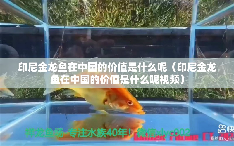 印尼金龍魚在中國的價(jià)值是什么呢（印尼金龍魚在中國的價(jià)值是什么呢視頻）