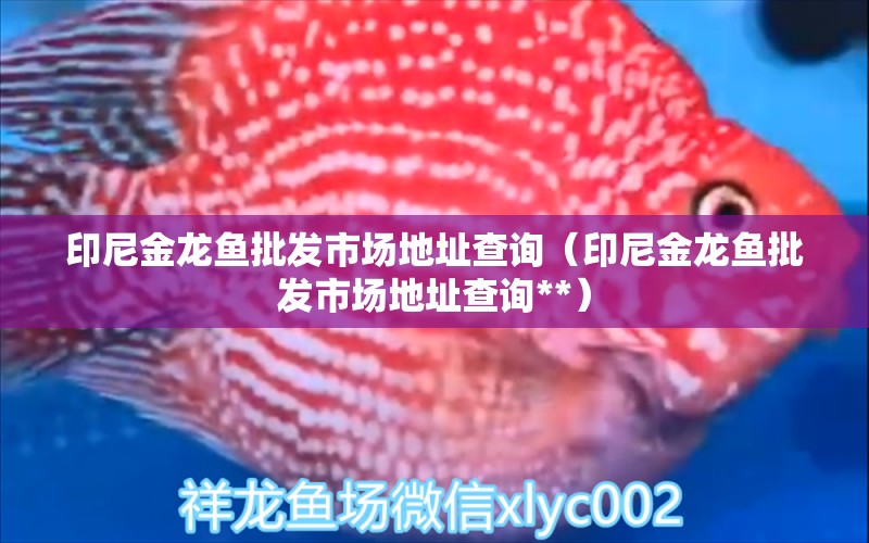 印尼金龍魚批發(fā)市場地址查詢（印尼金龍魚批發(fā)市場地址查詢**） 龍魚批發(fā)