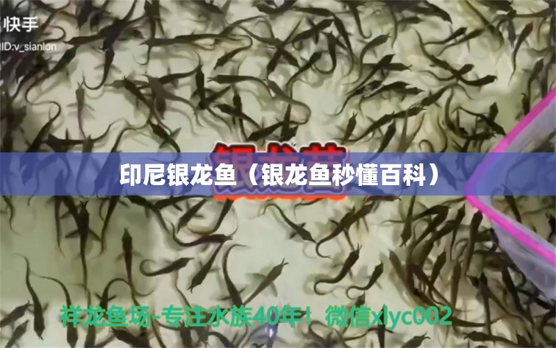 印尼銀龍魚（銀龍魚秒懂百科）