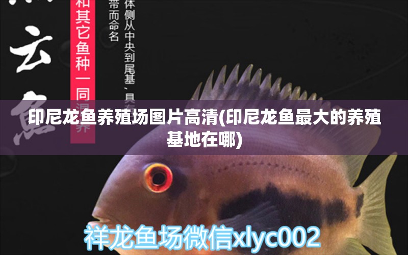 印尼龍魚養(yǎng)殖場圖片高清(印尼龍魚最大的養(yǎng)殖基地在哪)