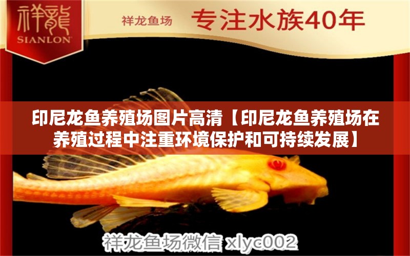 印尼龍魚養(yǎng)殖場圖片高清【印尼龍魚養(yǎng)殖場在養(yǎng)殖過程中注重環(huán)境保護和可持續(xù)發(fā)展】