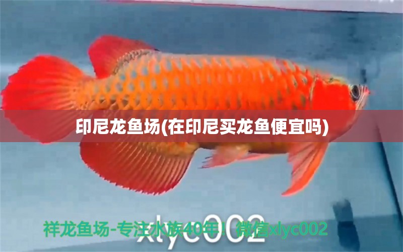 印尼龍魚場(在印尼買龍魚便宜嗎) 白化火箭魚