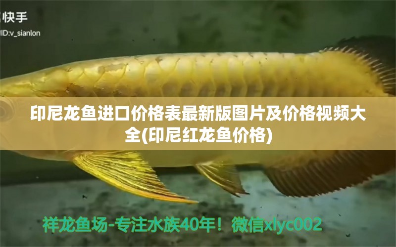 印尼龍魚進(jìn)口價(jià)格表最新版圖片及價(jià)格視頻大全(印尼紅龍魚價(jià)格)