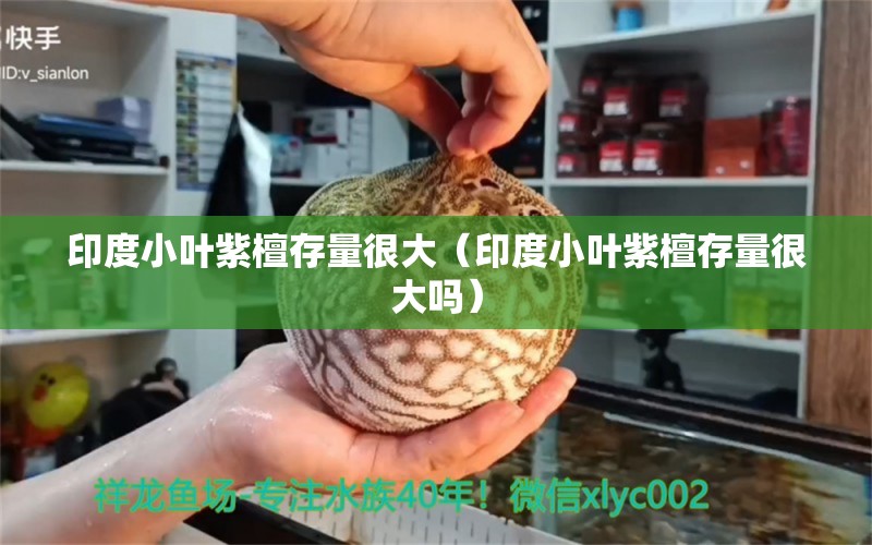 印度小葉紫檀存量很大（印度小葉紫檀存量很大嗎）