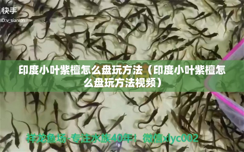 印度小葉紫檀怎么盤玩方法（印度小葉紫檀怎么盤玩方法視頻）