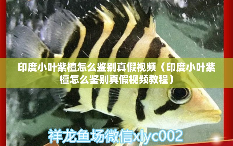 印度小葉紫檀怎么鑒別真假視頻（印度小葉紫檀怎么鑒別真假視頻教程）