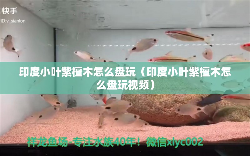 印度小葉紫檀木怎么盤玩（印度小葉紫檀木怎么盤玩視頻）