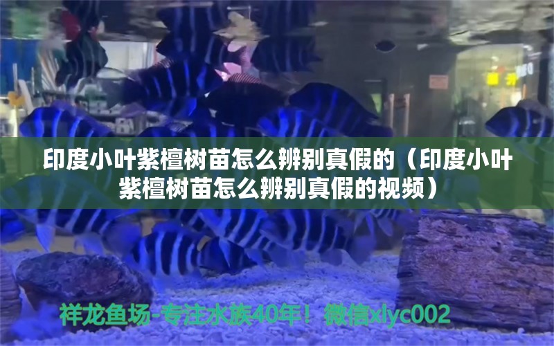 印度小葉紫檀樹苗怎么辨別真假的（印度小葉紫檀樹苗怎么辨別真假的視頻） 文玩