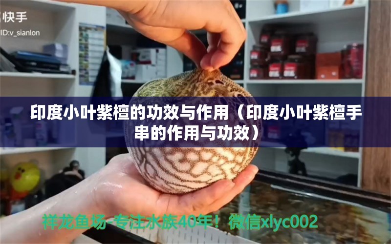 印度小葉紫檀的功效與作用（印度小葉紫檀手串的作用與功效）