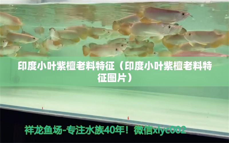 印度小葉紫檀老料特征（印度小葉紫檀老料特征圖片）