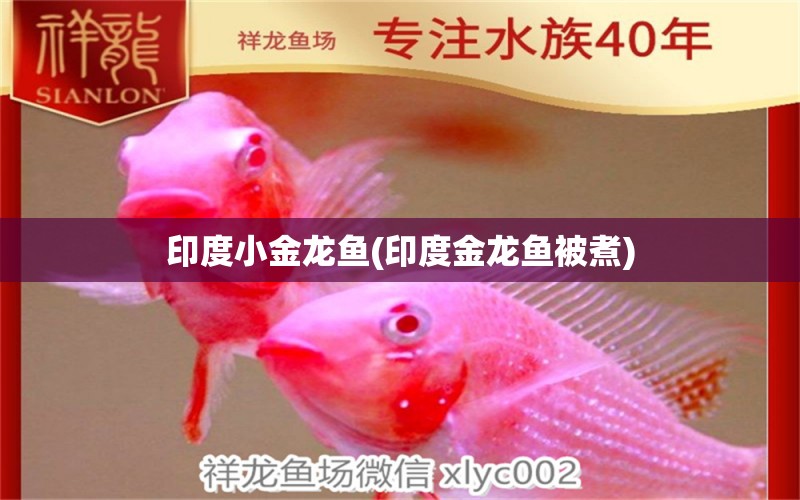 印度小金龍魚(印度金龍魚被煮) 大白鯊魚