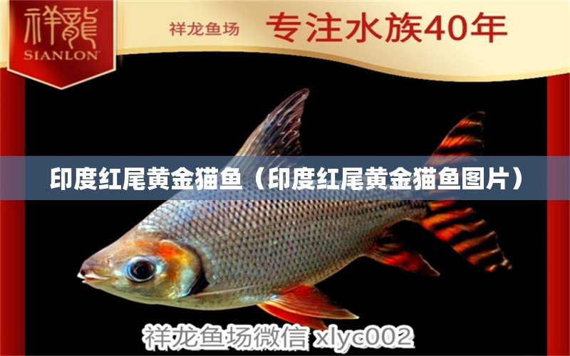 印度紅尾黃金貓魚（印度紅尾黃金貓魚圖片） 黃金貓魚