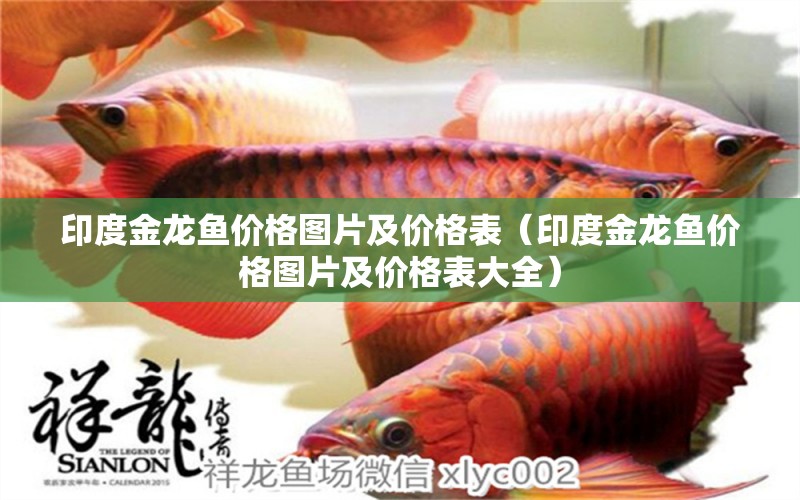 印度金龍魚價格圖片及價格表（印度金龍魚價格圖片及價格表大全）