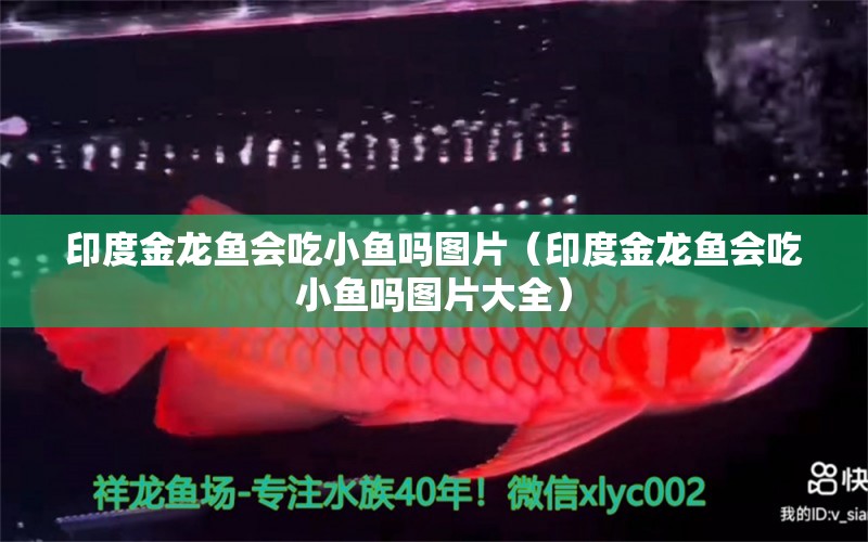 印度金龍魚會吃小魚嗎圖片（印度金龍魚會吃小魚嗎圖片大全）