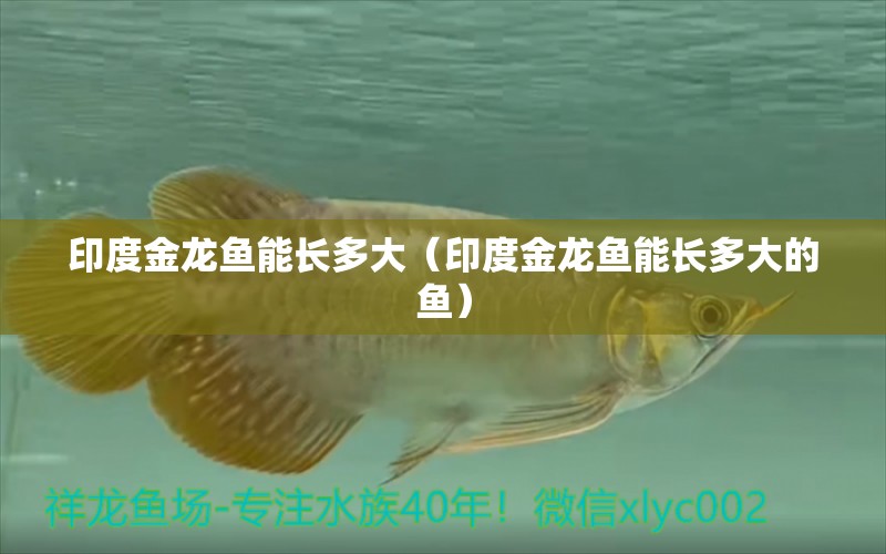 印度金龍魚能長多大（印度金龍魚能長多大的魚）