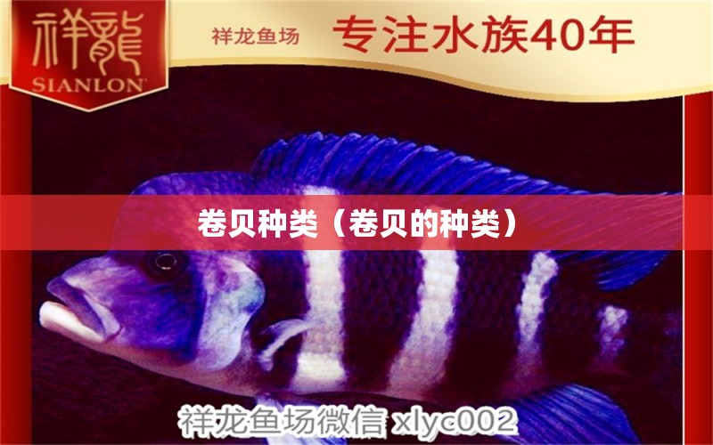 卷貝種類（卷貝的種類） 觀賞魚