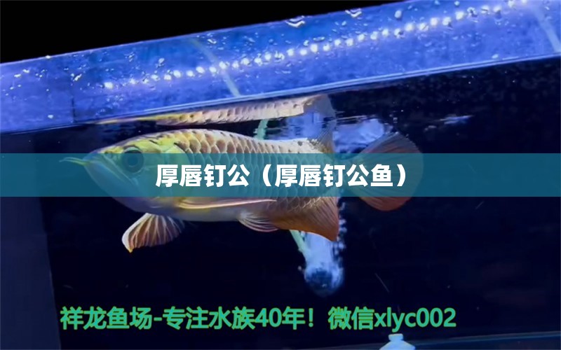 厚唇釘公（厚唇釘公魚(yú)）