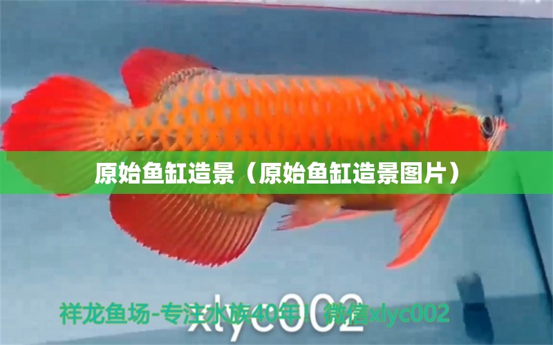 原始魚缸造景（原始魚缸造景圖片） 祥龍水族醫(yī)院