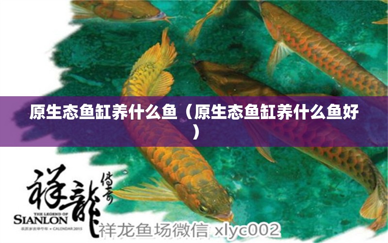 原生態(tài)魚缸養(yǎng)什么魚（原生態(tài)魚缸養(yǎng)什么魚好）