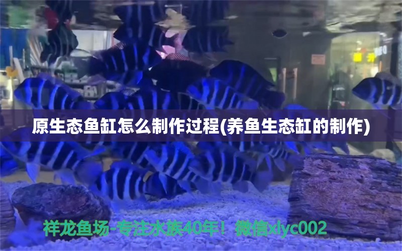 原生態(tài)魚缸怎么制作過(guò)程(養(yǎng)魚生態(tài)缸的制作) 黑水素