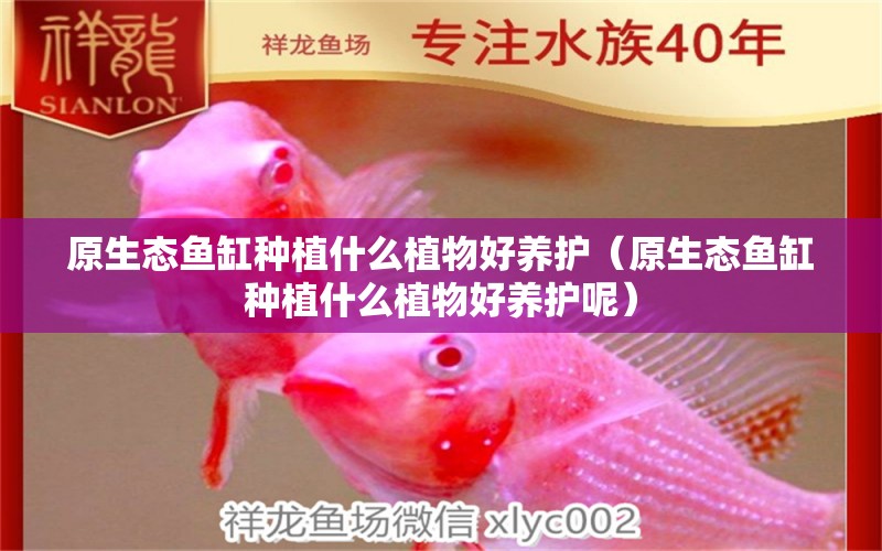 原生態(tài)魚缸種植什么植物好養(yǎng)護(hù)（原生態(tài)魚缸種植什么植物好養(yǎng)護(hù)呢）