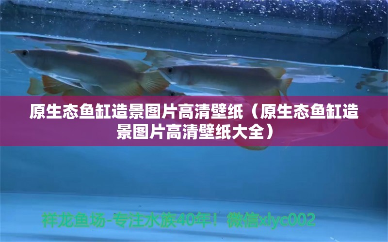 原生態(tài)魚(yú)缸造景圖片高清壁紙（原生態(tài)魚(yú)缸造景圖片高清壁紙大全）