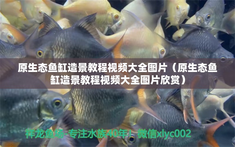 原生態(tài)魚缸造景教程視頻大全圖片（原生態(tài)魚缸造景教程視頻大全圖片欣賞）