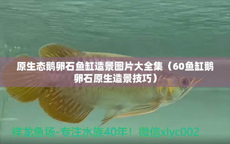 原生態(tài)鵝卵石魚缸造景圖片大全集（60魚缸鵝卵石原生造景技巧）