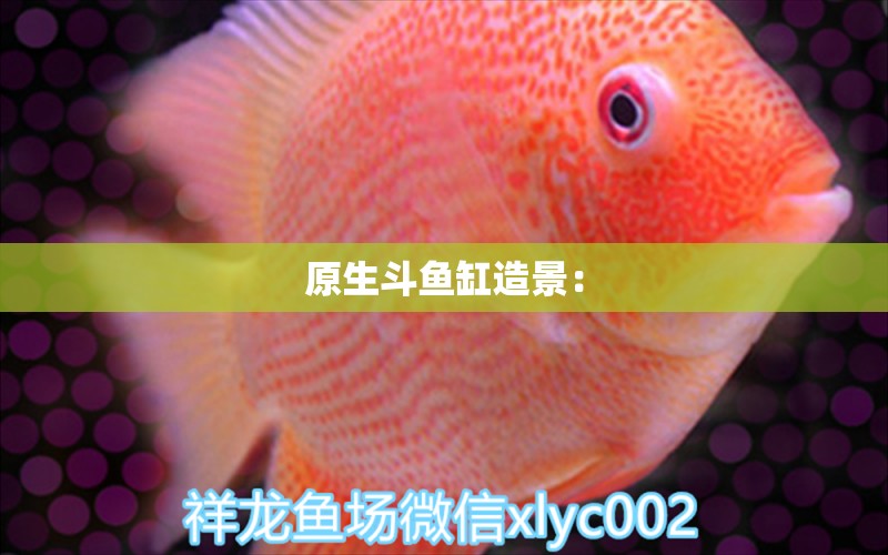 原生斗魚缸造景： 觀賞魚