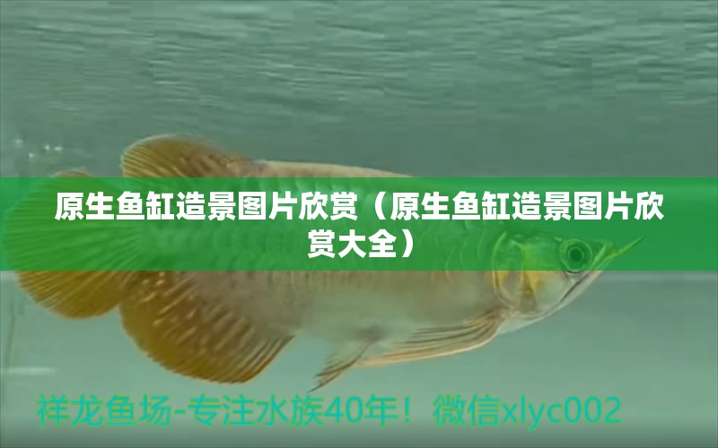 原生魚缸造景圖片欣賞（原生魚缸造景圖片欣賞大全） 觀賞魚市場（混養(yǎng)魚）