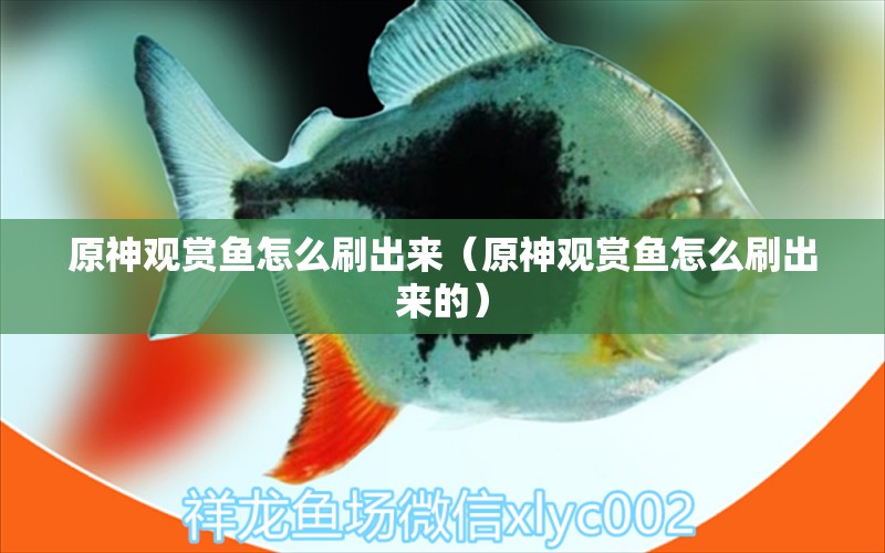 原神觀賞魚怎么刷出來（原神觀賞魚怎么刷出來的）