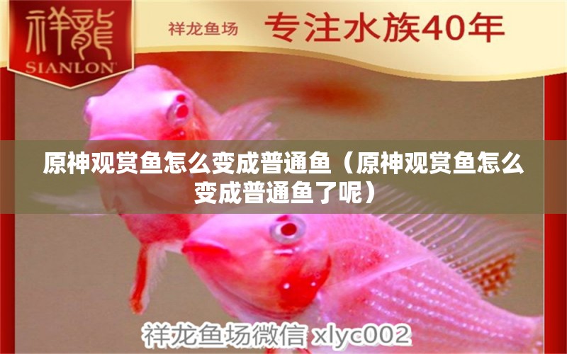 原神觀賞魚怎么變成普通魚（原神觀賞魚怎么變成普通魚了呢）