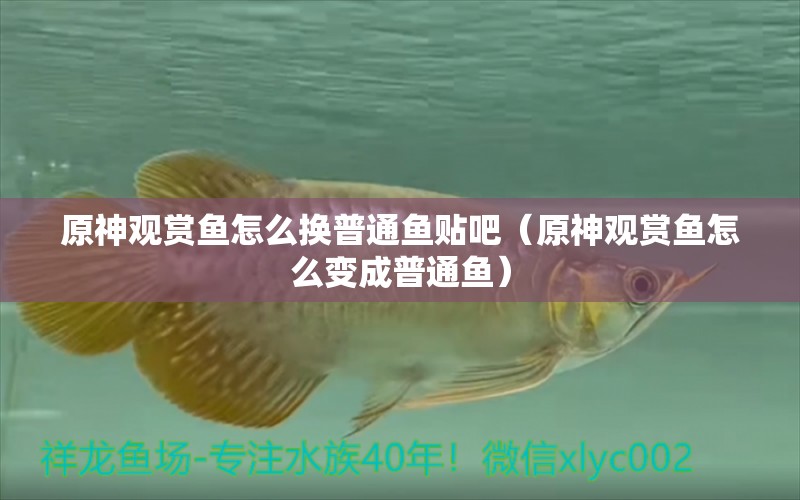 原神觀賞魚怎么換普通魚貼吧（原神觀賞魚怎么變成普通魚）