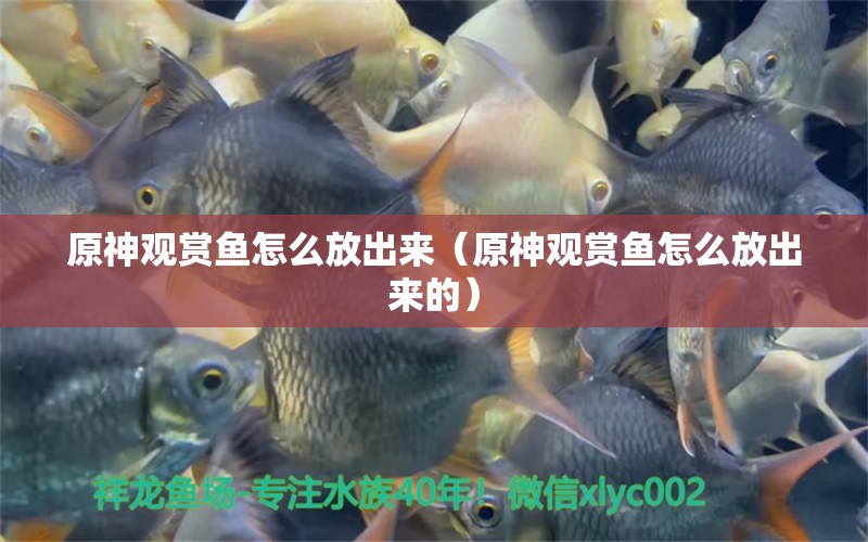 原神觀賞魚怎么放出來（原神觀賞魚怎么放出來的）