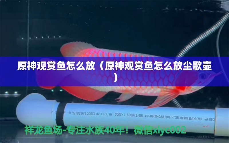 原神觀賞魚怎么放（原神觀賞魚怎么放塵歌壺）