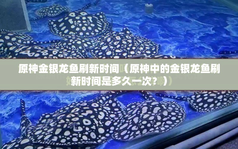 原神金銀龍魚刷新時間（原神中的金銀龍魚刷新時間是多久一次？） 水族問答 第2張