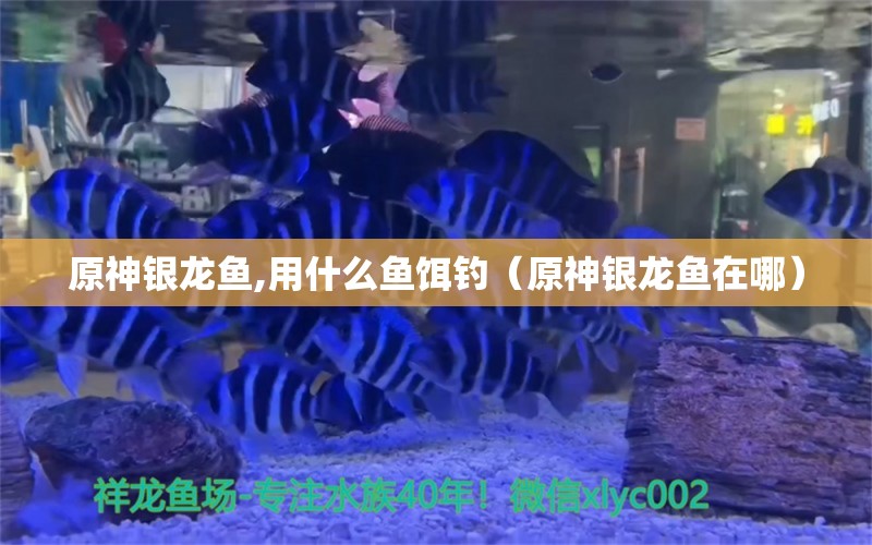 原神銀龍魚,用什么魚餌釣（原神銀龍魚在哪）