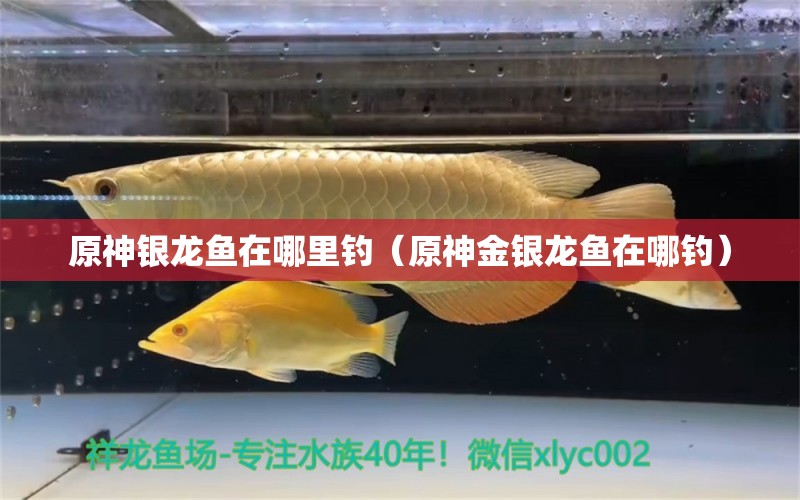 原神銀龍魚在哪里釣（原神金銀龍魚在哪釣）