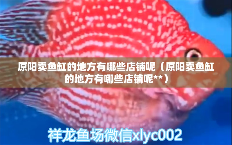 原陽賣魚缸的地方有哪些店鋪呢（原陽賣魚缸的地方有哪些店鋪呢**）