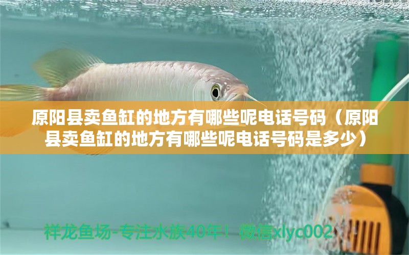 原陽(yáng)縣賣(mài)魚(yú)缸的地方有哪些呢電話號(hào)碼（原陽(yáng)縣賣(mài)魚(yú)缸的地方有哪些呢電話號(hào)碼是多少）