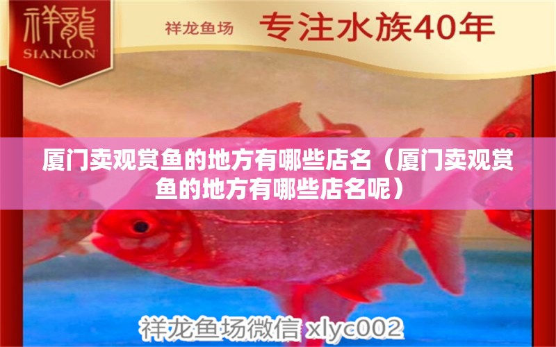 廈門賣觀賞魚的地方有哪些店名（廈門賣觀賞魚的地方有哪些店名呢） 祥龍水族醫(yī)院