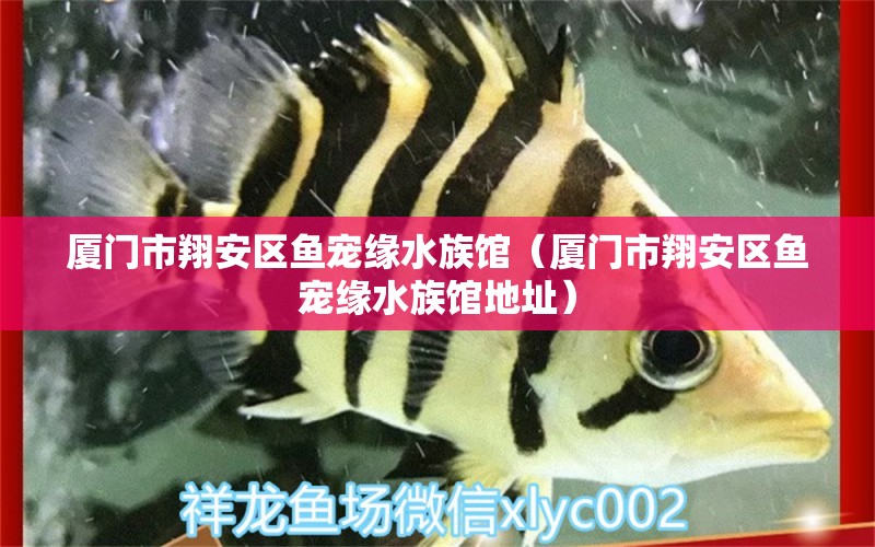 廈門市翔安區(qū)魚寵緣水族館（廈門市翔安區(qū)魚寵緣水族館地址）