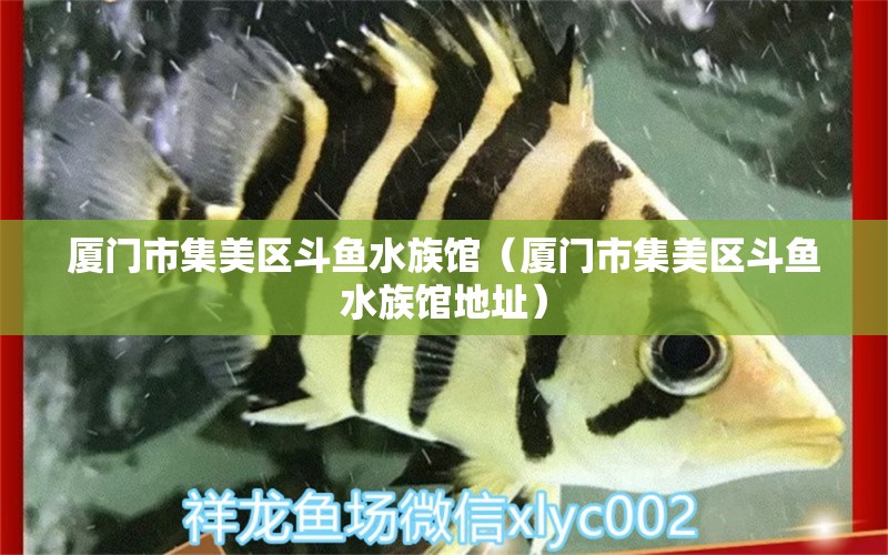 廈門市集美區(qū)斗魚水族館（廈門市集美區(qū)斗魚水族館地址） 全國(guó)水族館企業(yè)名錄