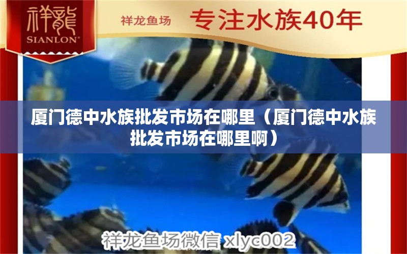 廈門德中水族批發(fā)市場在哪里（廈門德中水族批發(fā)市場在哪里?。? title=