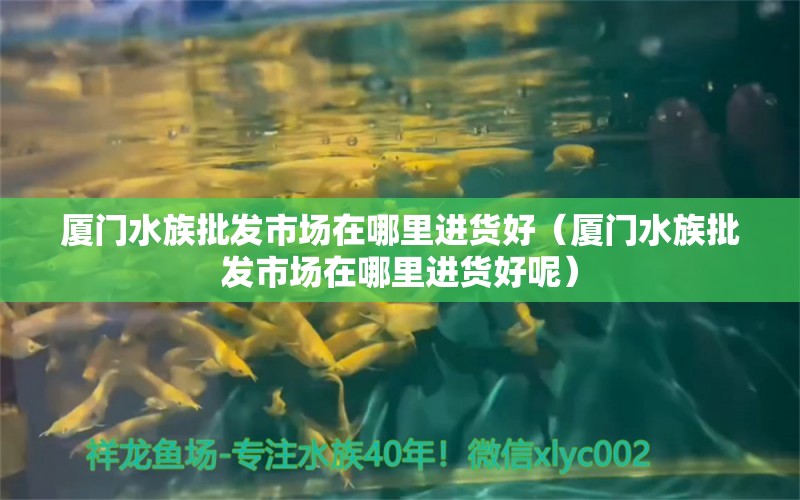 廈門水族批發(fā)市場在哪里進貨好（廈門水族批發(fā)市場在哪里進貨好呢）