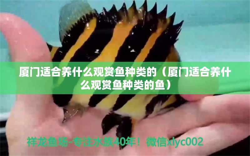 廈門適合養(yǎng)什么觀賞魚種類的（廈門適合養(yǎng)什么觀賞魚種類的魚）