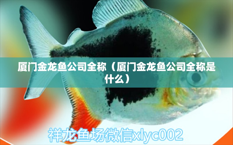 廈門金龍魚公司全稱（廈門金龍魚公司全稱是什么）