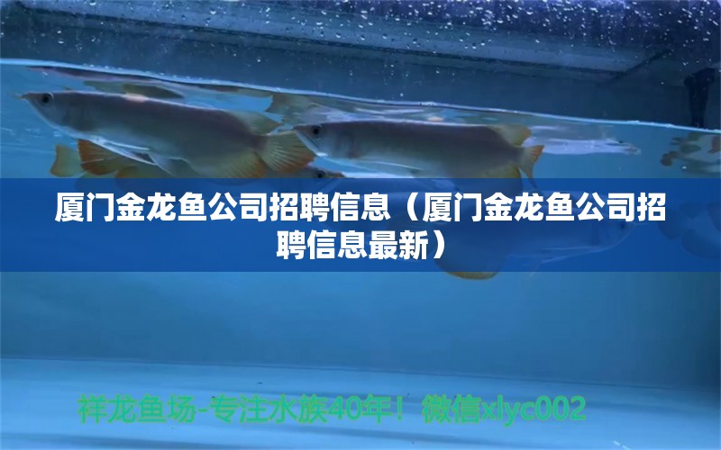 廈門金龍魚公司招聘信息（廈門金龍魚公司招聘信息最新）