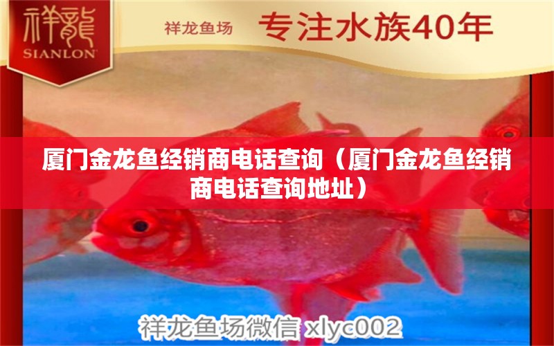 廈門金龍魚經(jīng)銷商電話查詢（廈門金龍魚經(jīng)銷商電話查詢地址） 廣州龍魚批發(fā)市場